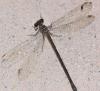Chalcolestes viridis